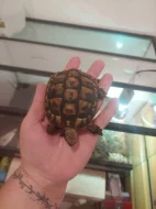 (Želvy zelenavelé) Testudo hermanni