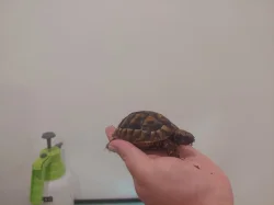 (Želvy zelenavelé) Testudo hermanni