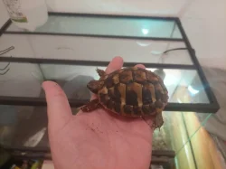 (Želvy zelenavelé) Testudo hermanni