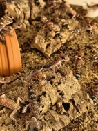 Underwoodisaurus milii – Pagekon miliův