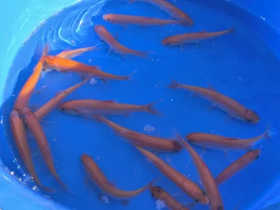 KOI kapr, zlatý karas a zlatý jesen