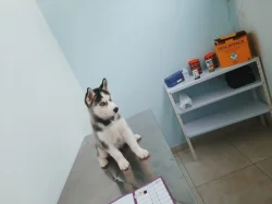 Sibiřský Husky - prodám štěňátka bez pp