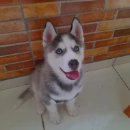 Sibiřský Husky - prodám štěňátka bez pp
