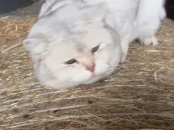 Britská koťata a kocour ke krytí