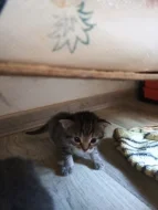 Na Adopční smlouvu z povinnosti kastrace