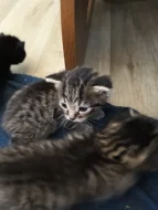 Na Adopční smlouvu z povinnosti kastrace