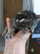 Na Adopční smlouvu z povinnosti kastrace