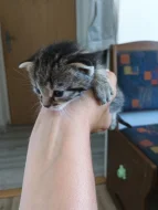 Na Adopční smlouvu z povinnosti kastrace