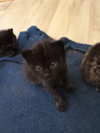 Na Adopční smlouvu z povinnosti kastrace