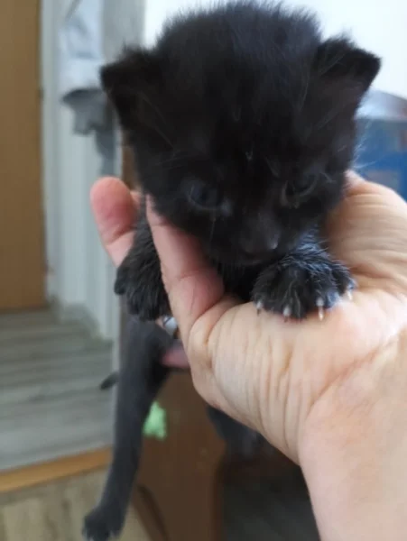Na Adopční smlouvu z povinnosti kastrace