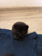 Na Adopční smlouvu z povinnosti kastrace