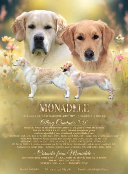Štěňata Golden retriever s PP