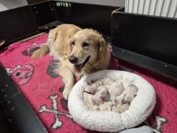 Štěňata Golden retriever s PP