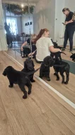 Flat Coated retriever štěňátka s PP