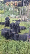 Štěňátka Flat Coated retriever s PP
