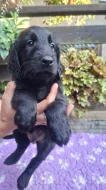 Štěňátka Flat Coated retriever s PP