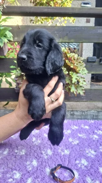 Štěňátka Flat Coated retriever s PP