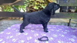 Štěňátka Flat Coated retriever s PP