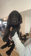 Flat Coated retriever štěňátka s PP