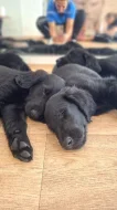 Flat Coated retriever štěňátka s PP