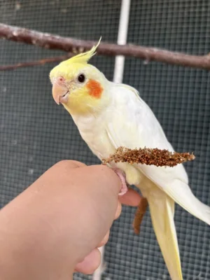 Korela chocholatá