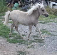 Krásná minihorse klisnička s plným původem