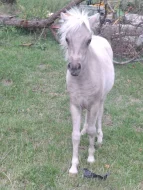 Krásná minihorse klisnička s plným původem