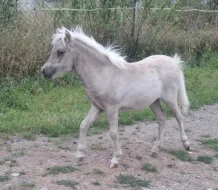 Krásná minihorse klisnička s plným původem