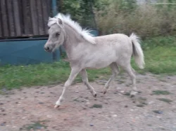 Krásná minihorse klisnička s plným původem