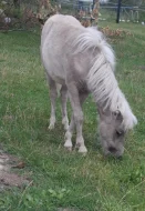 Krásná minihorse klisnička s plným původem
