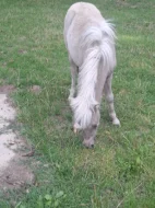 Krásná minihorse klisnička s plným původem