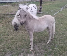 Krásná minihorse klisnička s plným původem