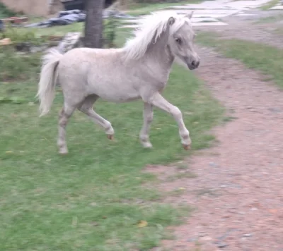 Krásná minihorse klisnička s plným původem