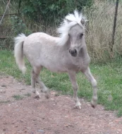 Krásná minihorse klisnička s plným původem