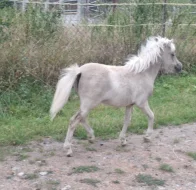 Krásná minihorse klisnička s plným původem