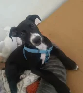 Prodám štěně staforda+labradora