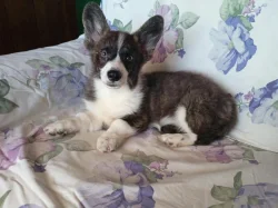 Welsh Corgi