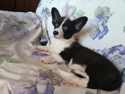 Welsh Corgi