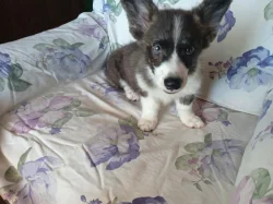 Welsh Corgi