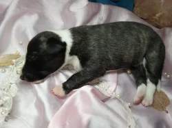 Whippet bez PP po obou rodičích s PP ( Fci)