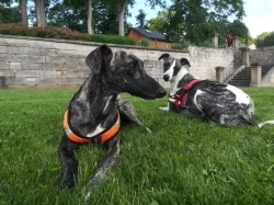Whippet bez PP po obou rodičích s PP ( Fci)
