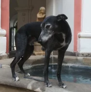 Whippet bez PP po obou rodičích s PP ( Fci)