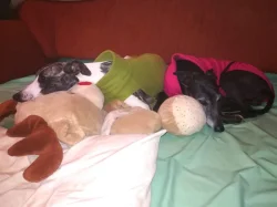 Whippet bez PP po obou rodičích s PP ( Fci)