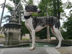 Whippet bez PP po obou rodičích s PP ( Fci)
