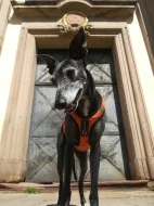 Whippet bez PP po obou rodičích s PP ( Fci)