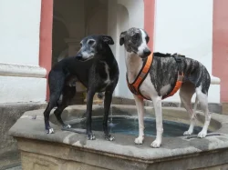 Whippet bez PP po obou rodičích s PP ( Fci)