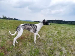 Whippet bez PP po obou rodičích s PP ( Fci)