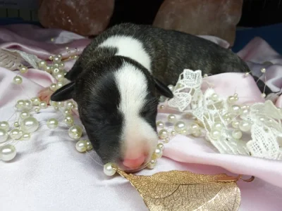 Whippet bez PP po obou rodičích s PP ( Fci)