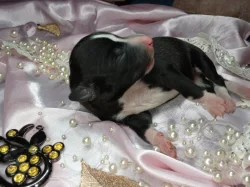 Whippet bez PP po obou rodičích s PP ( Fci)
