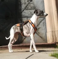 Whippet bez PP po obou rodičích s PP ( Fci)